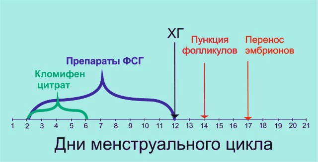 Длинный протокол ЭКО